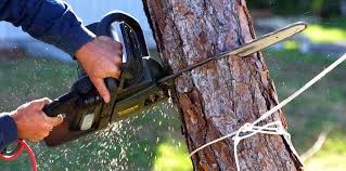 Best Lawn Mowing  in Lake Isabella, CA