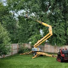 How Our Tree Care Process Works  in  Lake Isabella, CA