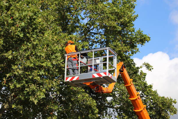 Best Root Management and Removal  in Lake Isabella, CA