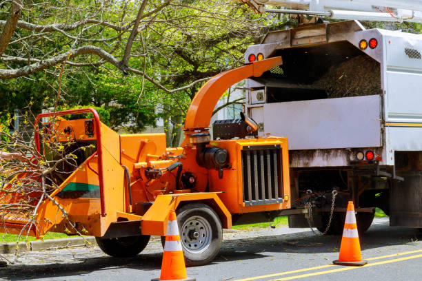Best Tree Mulching  in Lake Isabella, CA