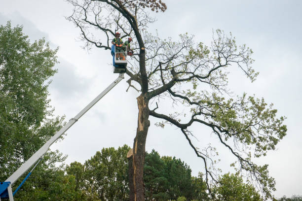 Best Tree Preservation Services  in Lake Isabella, CA