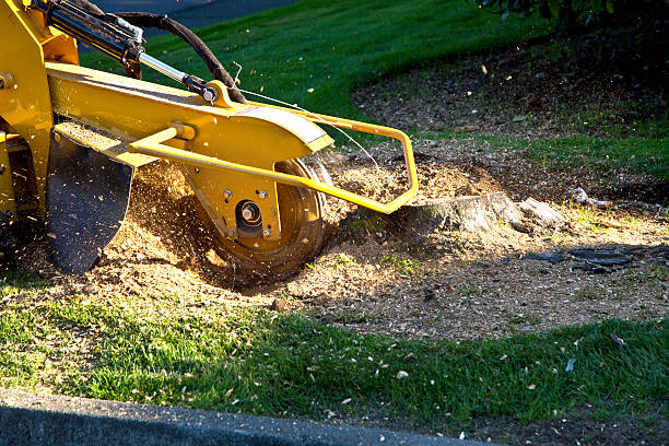 Lake Isabella, CA Tree Removal Company